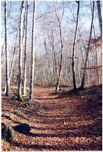 Fageda d' En Jorda