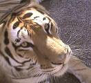  tiger wallpapers posters pictures animals pics gallery