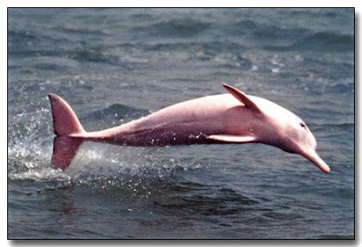 photographs of pink dolphin jumping photos