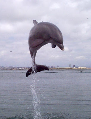 dolphin jumping pictures photos gallery