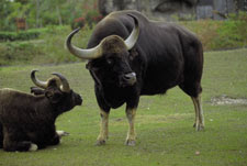 walking of south asian ox/musk ox/ox like animal pictures