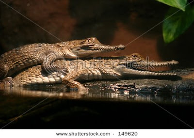 Crocodiles mating pictures