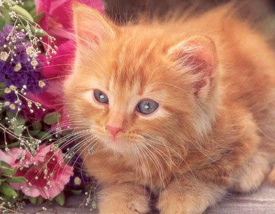 cute & sweet cats pics-pictures/photos/wallpapers gallery