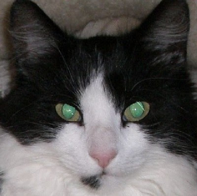 cats eyes in the dark images/pictures gallery