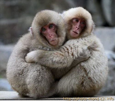 pictures of monkeys in love cute wallpapers<br />