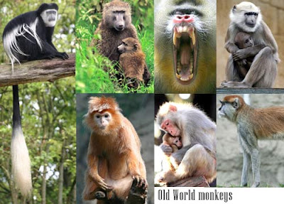 images of monkeys and apes pictures/photos collection