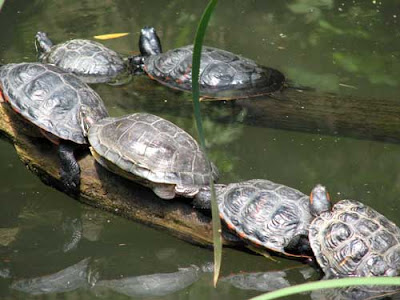 baby Turtles in Central Park Zoo Pictures/video pics collection