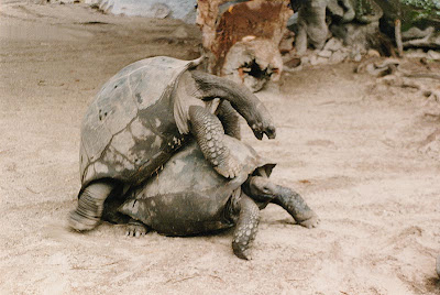 video pics of Tortoise mating /turtles mating images 
