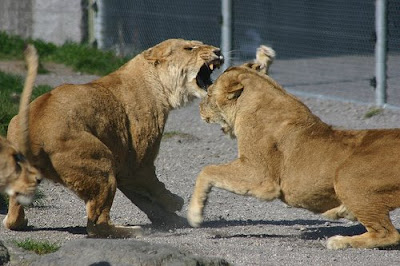 video pictures of lions fightins/lions fight pics/images