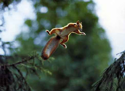 squirrel jumping like monkey photo gallery