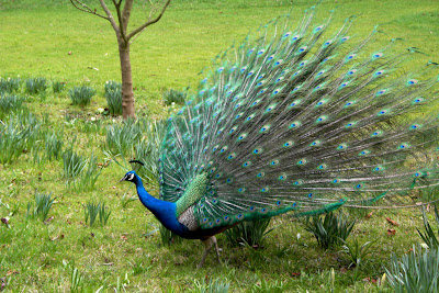 indian blue Wild Peacocks Running video pics-pictures