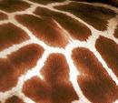 Latest designs with giraffe skin pattern collection