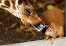 giraffe with tongue out-Giraffe Licking Squirrel video pictures-images