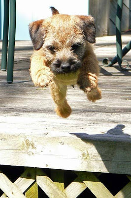 cute Border Terrier puppy wallpapers/Border Terrier dogs pictures