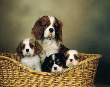 cavalier king charles spaniels dogs/pups/puppy photo gallery