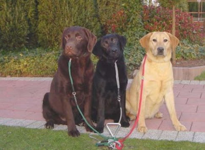 labrador retriever dogs/black/brown/white labrador retriever dogs wallpapers