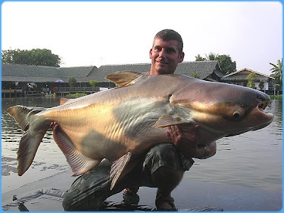 giant catfish photos collection
