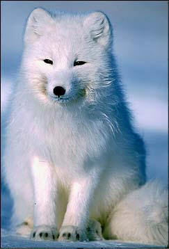 animals,white foxes in the snow wallpapers<br />