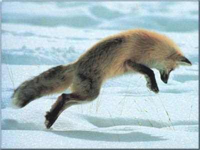 foxes jumping video pictures<br />