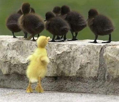 black and yellow ducklings in a row photos