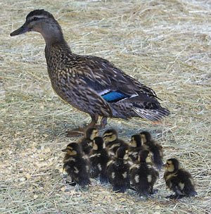 photographs of ducklings following mother 