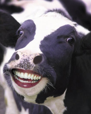 free online pictures of cows head,teeths photos,images