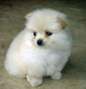 white Pomeranian dogs pictures gallery