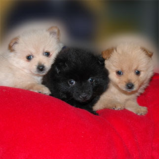 cute white black brown puppies of pomranian dogs