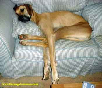 sleeping funny dog images collection
