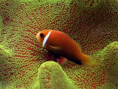 Clown fish & sea anemone photo gallery