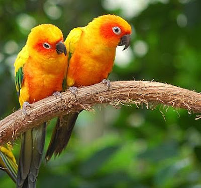 Cute love birds pair  photo gallery