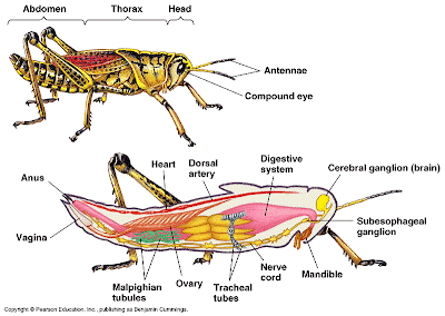 grasshoppers anatomy 2009 diagrams 