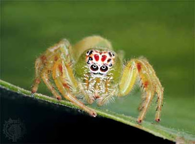 Wild life of Jumping spiders video pics