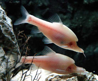 cute longfish video pictures
