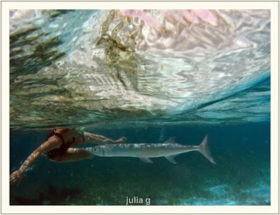 Beautiful pictures of longfish in sea/ocean