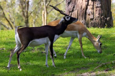 Youtube of Pair of black buck deer images collection