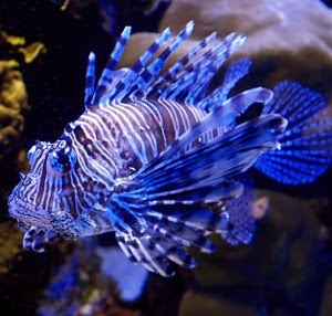 Blue lionfish facts photo gallery
