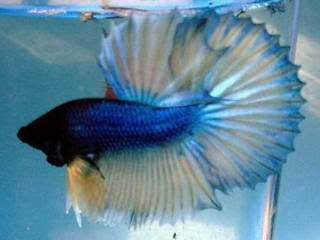 Beautiful blue fring tail fish youtubes