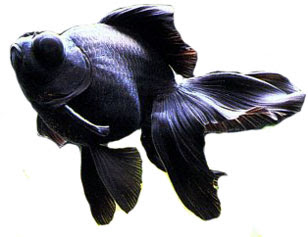 Moor black Goldfish images collection