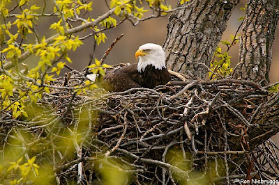 cute eagle nest in the tree wallpapers