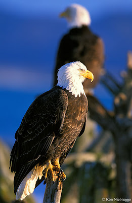 Free downloading pictures of eagles
