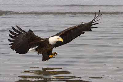 Flying the eagle wings water photos<br />