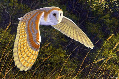Night Barn Owl Flying free downloading wallpapers