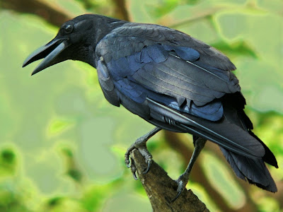 Wild life Pictures of american crows