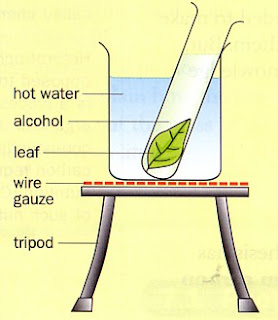 Photosynthesis and Cellular respiration 6 Test for starch (Plant nutrition) in a leaf as result of Photosynthesis