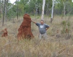 medium termite mound