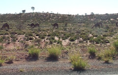 wild camels near Uluru