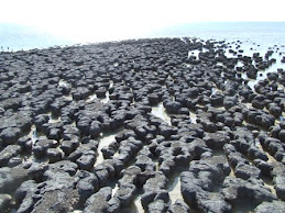 Stomatolites, Hamelin pool