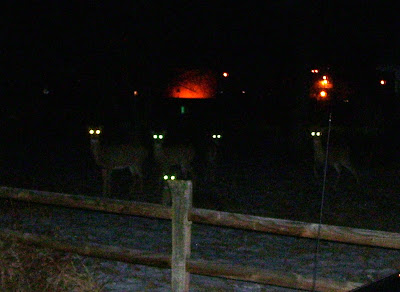 eyes glowing dark deer night headlights wonderful wednesday five those sets