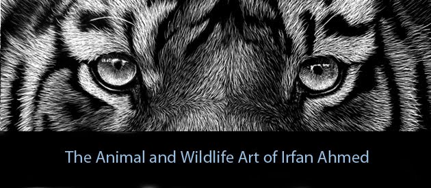 The Wildlife Scratchboards Of Irfan Ahmed